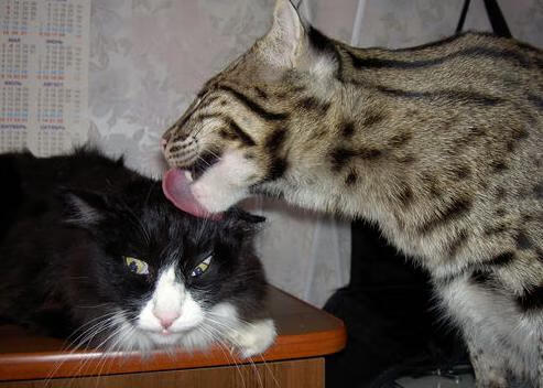 _云端极速跑:虚拟空间中挑战极限_,云端超级云