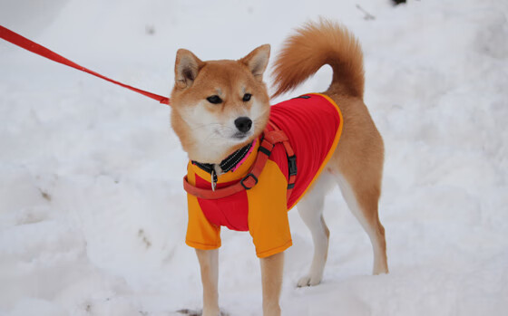 LEYU乐鱼体育官方网站-“球迷热议：中超裁判判罚是否公正？”，中超联赛裁判