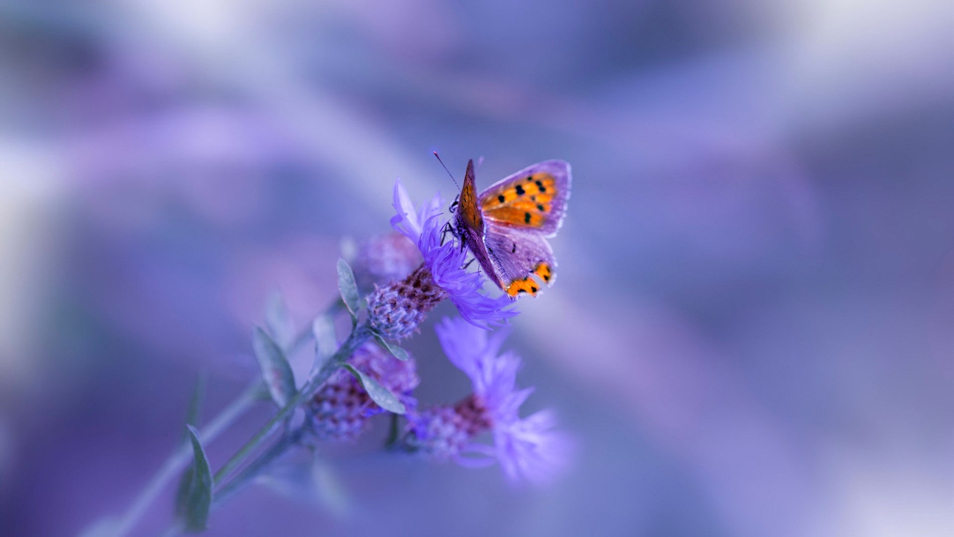 Leyu Sports (乐鱼体育)-《Valorant全球总决赛，冠军争夺进入高潮》，valorant 2021