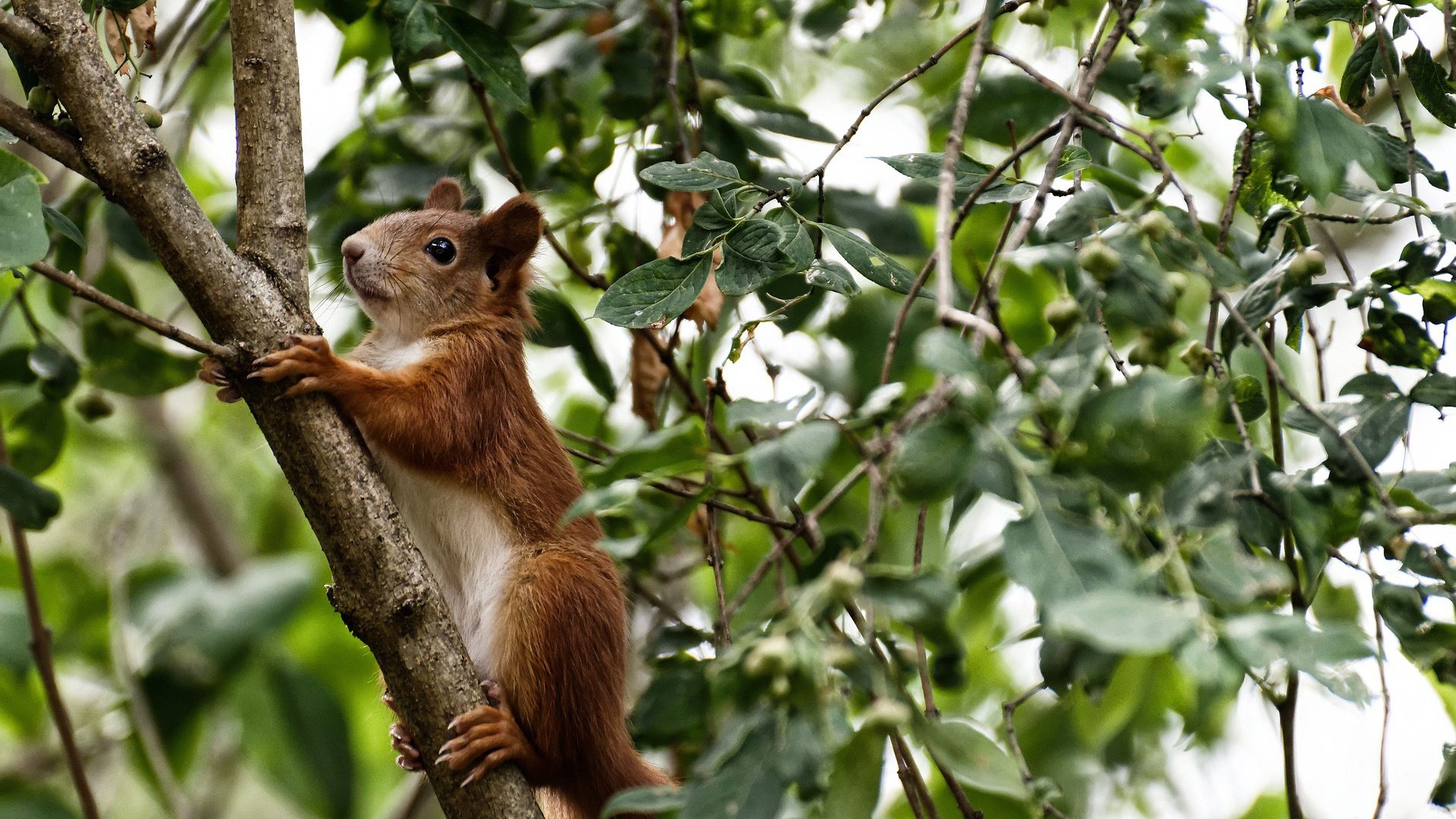 史上最年轻的MVP候选人名单公布,谁能摘冠?,最年轻mvp多少岁