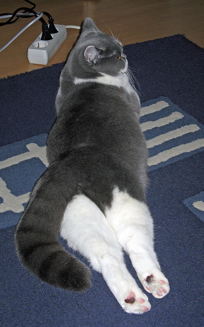 日本球员赛场拼搏,收获赞誉,日本队球员