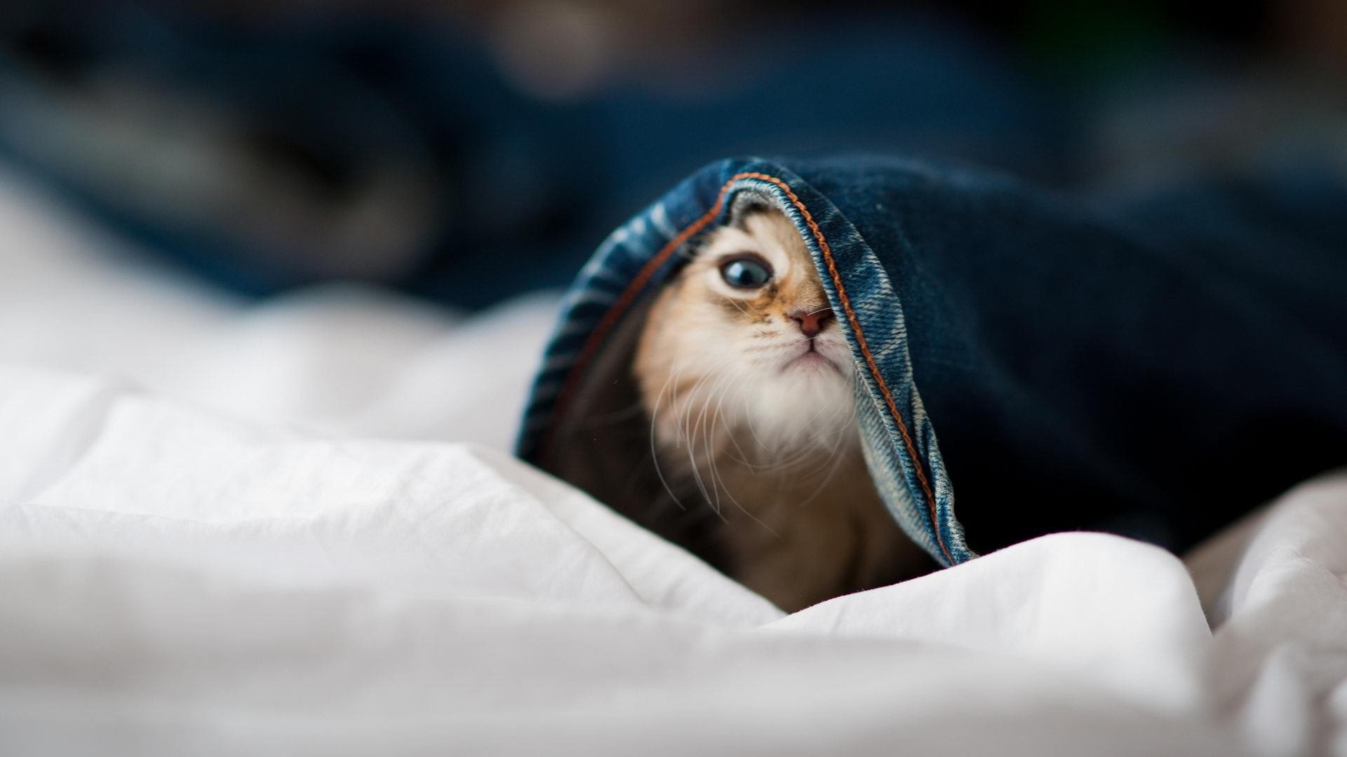 LEYU SPORTS中国官方网站-比利亚雷亚尔逆境反弹，展现坚韧不拔，比利亚雷亚尔什么水平