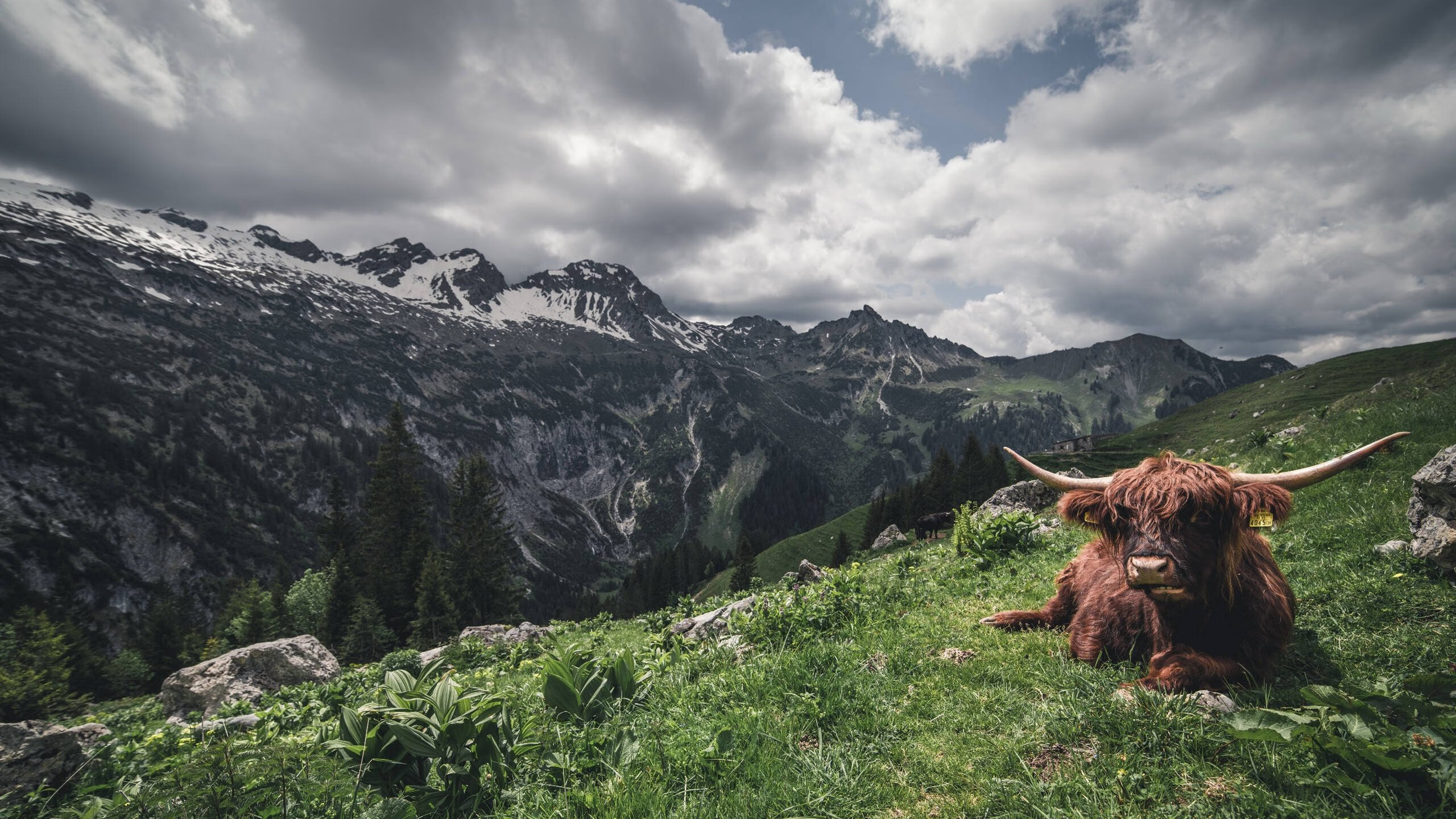 维尼修斯连续4场助攻，皇马火力全开头牌