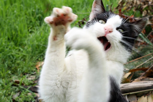 leyu乐鱼体育综合-足球联赛引入VAR技术，减少争议判罚，足球var使用规则