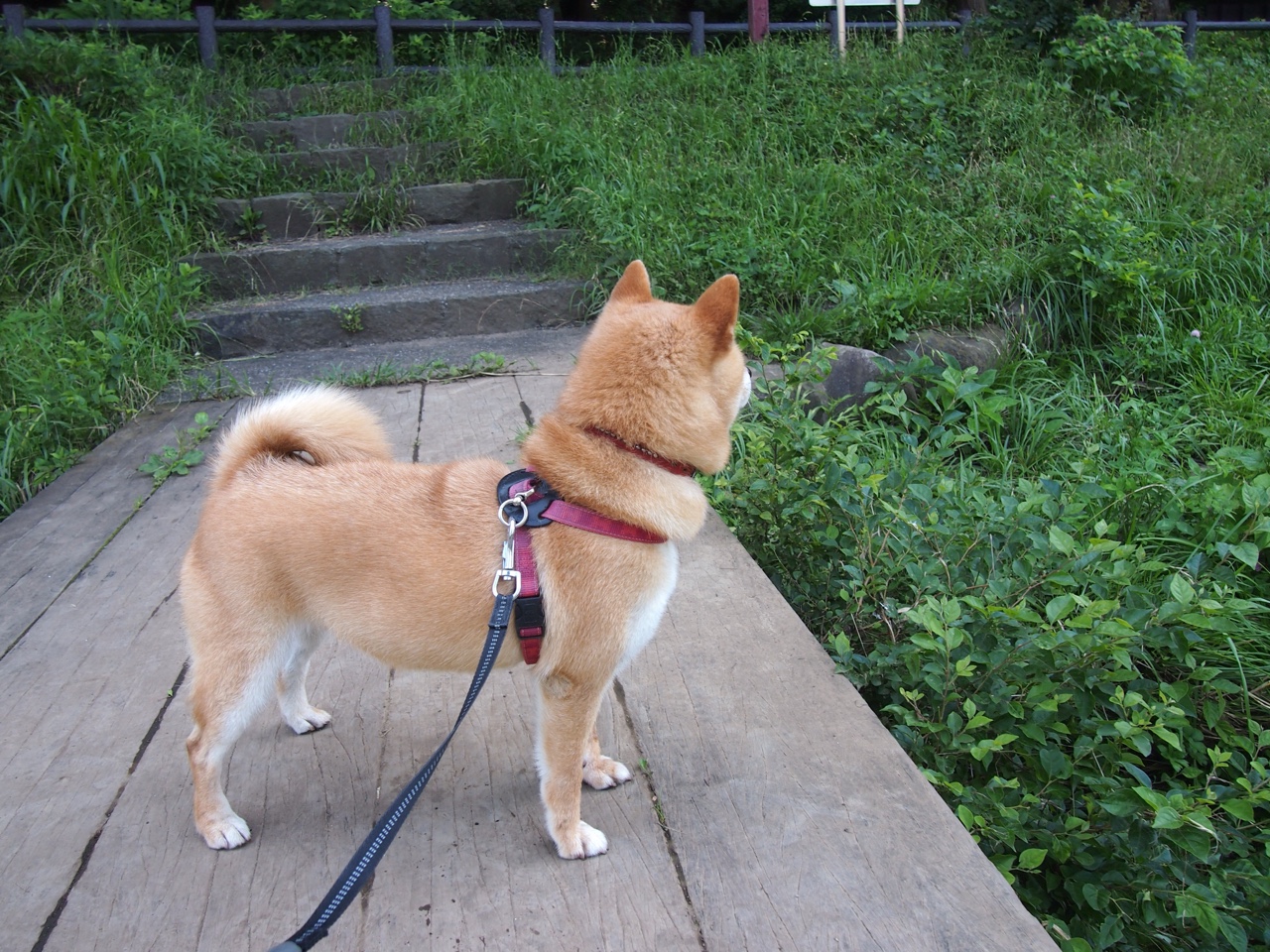 雷霆球员挑战极限运动,展现多面才华,雷霆球员2020