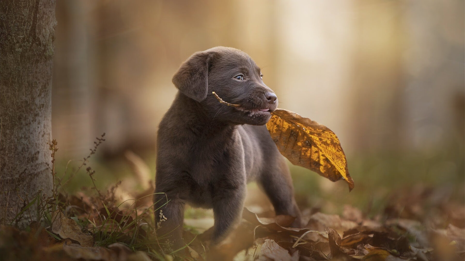 FaZe参投北美英雄联盟青训计划,faze战队百度百科