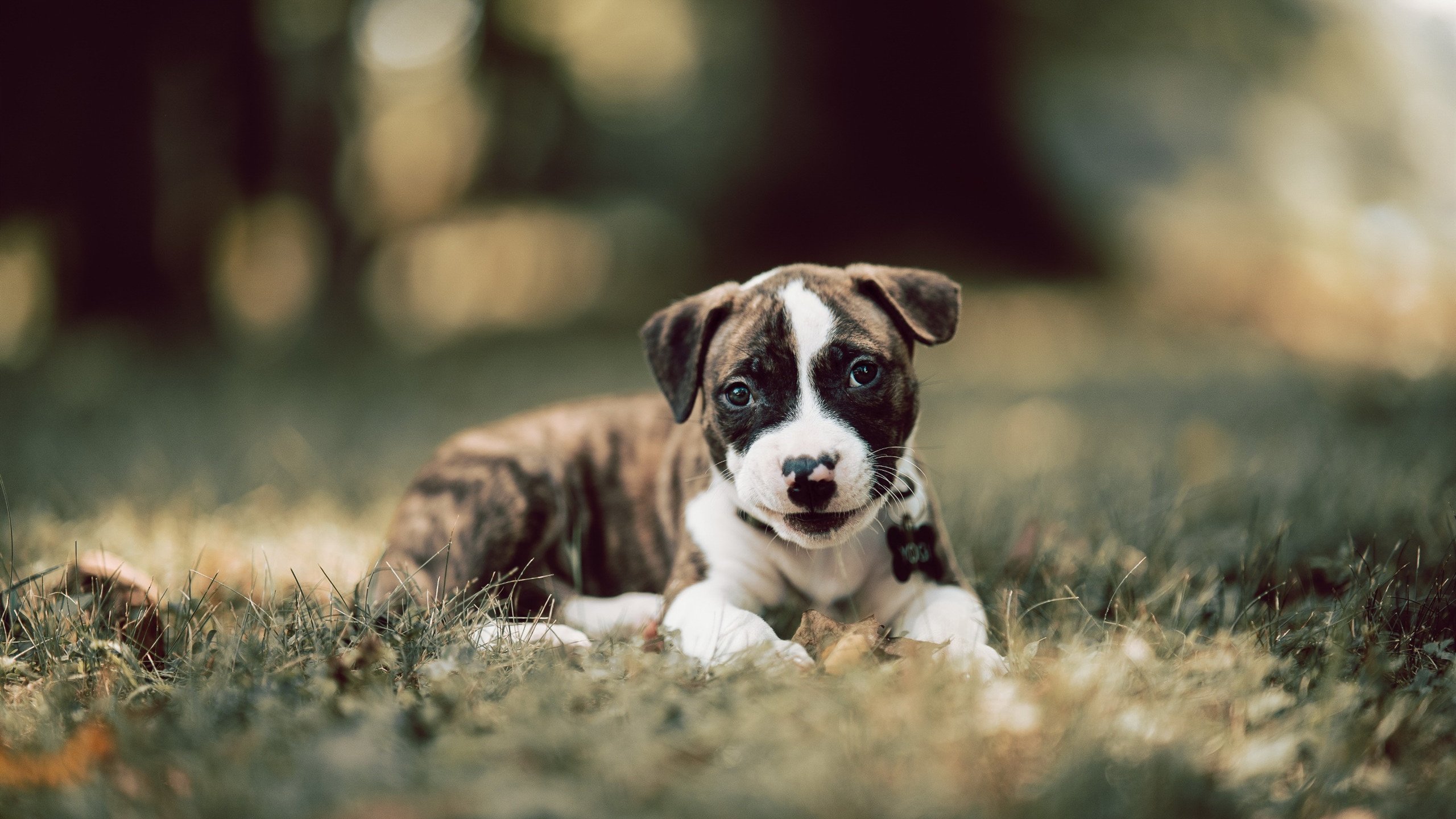 小牛队将签下前灰熊队球员安德森,小牛队的德国球员