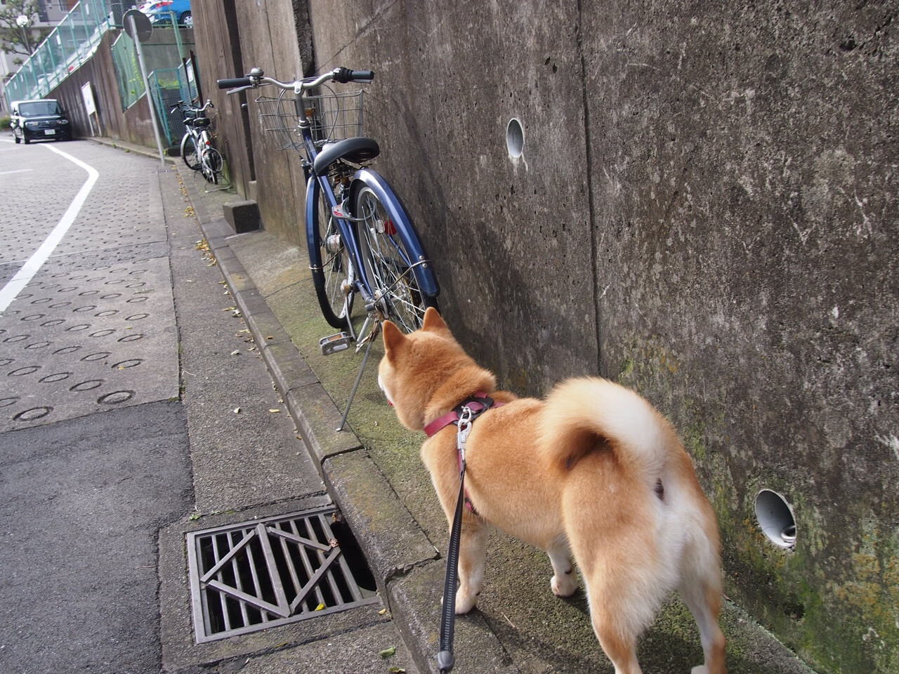 布莱顿球员配合默契,海鸥军团期待连胜势头,布莱顿引援