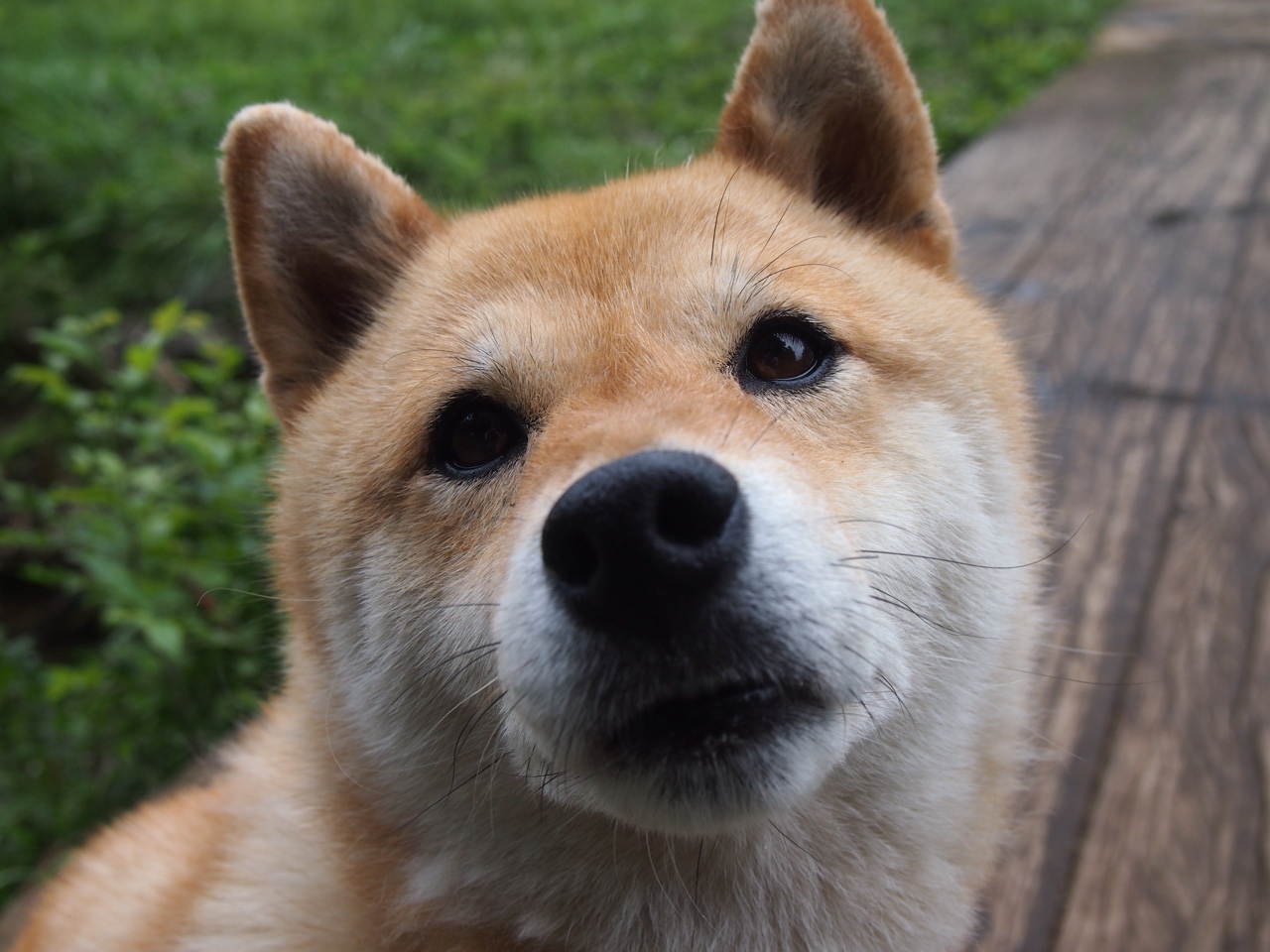 leyu乐鱼体育综合-沙尔克不敌对手，球队重回训练场备战下场比赛，沙尔克球队怎么样