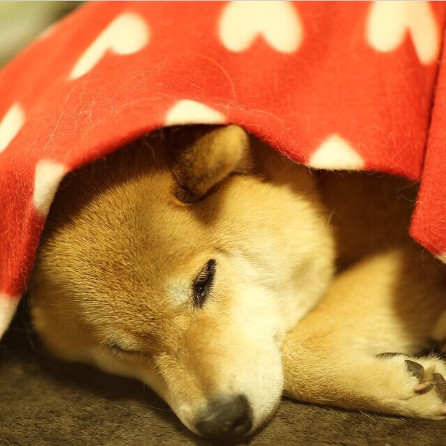 里尔主场胜波尔多，保持不败纪录，里尔主场叫什么