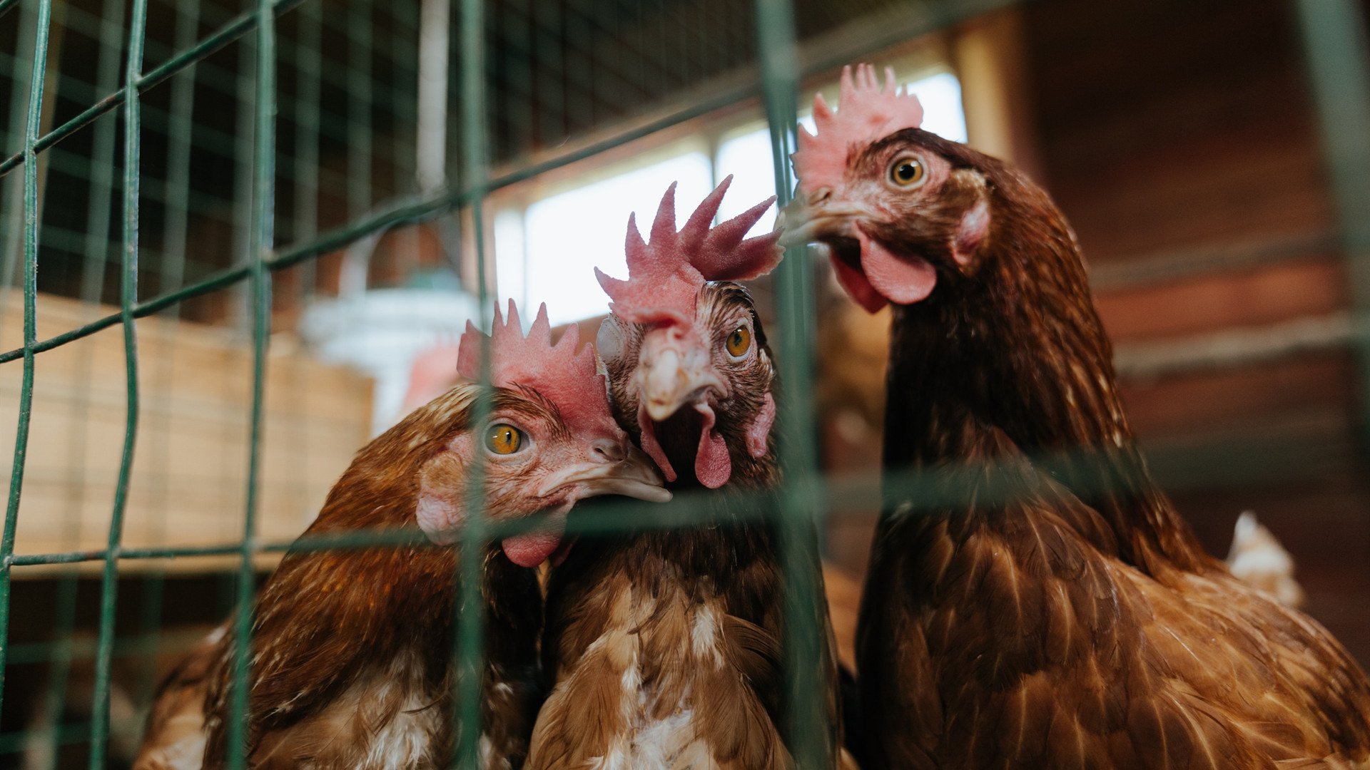 里尔战胜圣埃蒂安,豪取三分缩小与领头羊的差距,里尔对圣埃蒂安比分预测