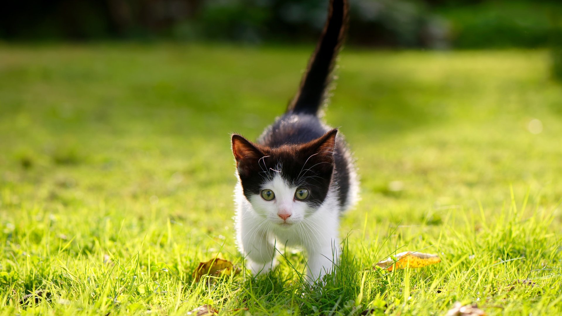 APP下载 LY Sports-里尔新赛季开局良好，里尔最新阵容