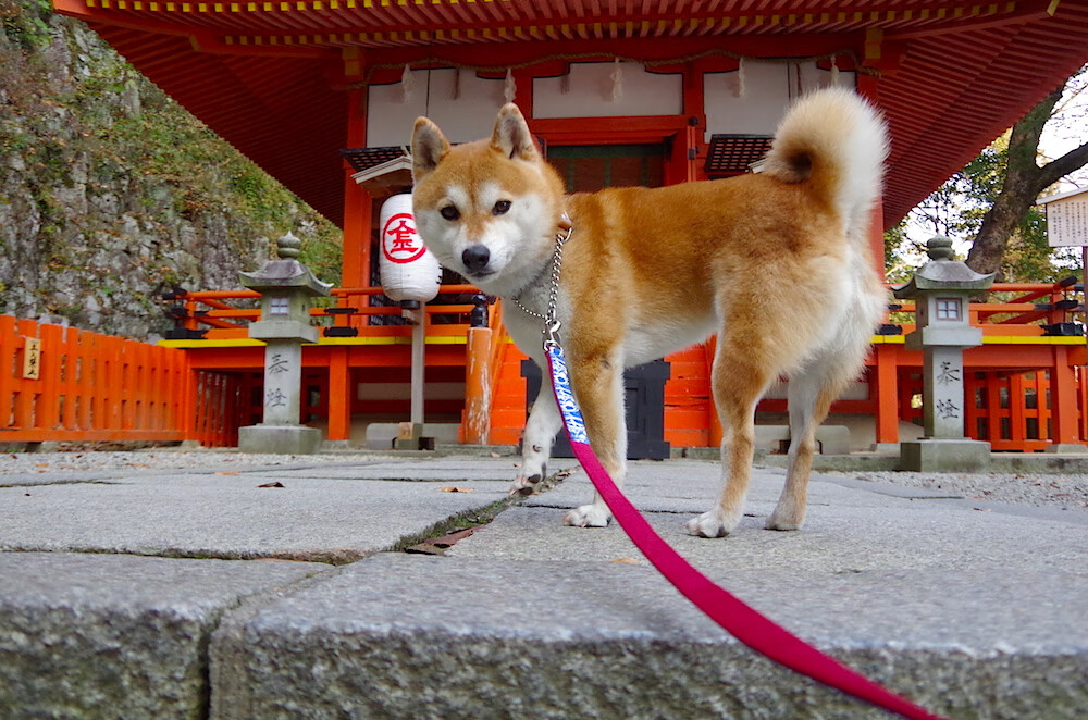 篮球运动员竞技状态实时监控系统设计,篮球监测app