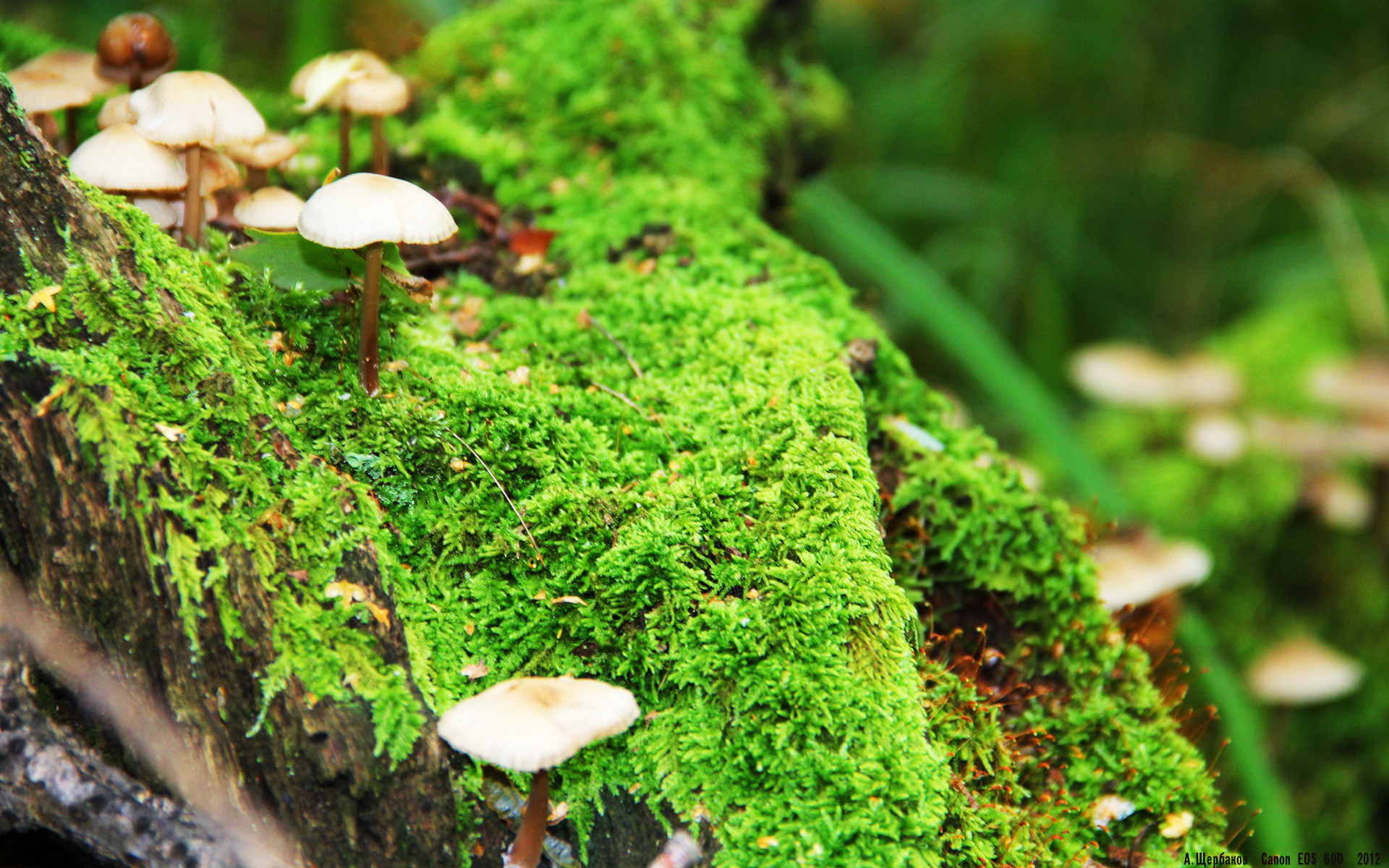 职业体育联盟治理结构国际比较分析,中国职业体育联盟