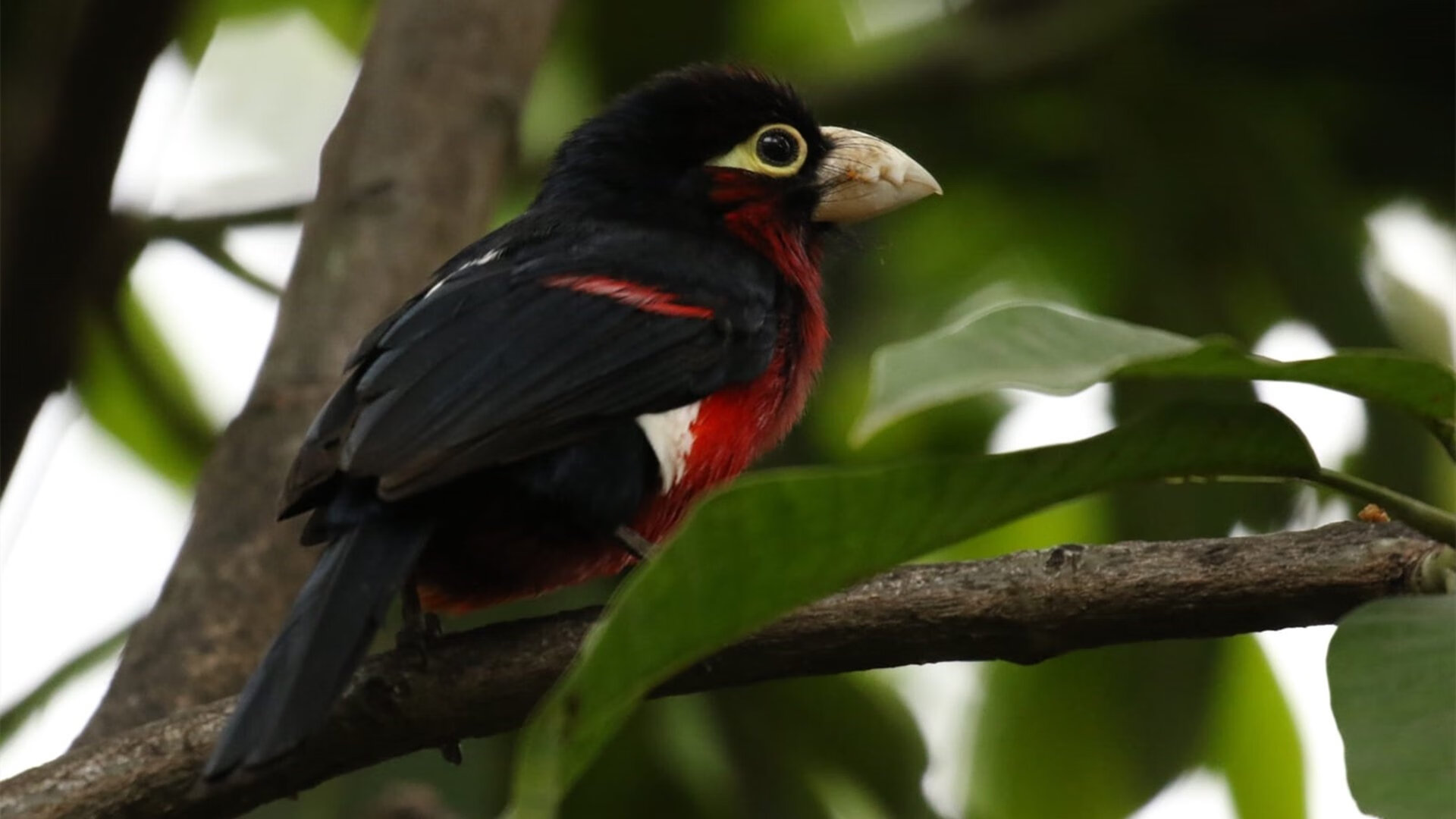 DOTA2选手操作失误引发赛后热议,dota2选手zyd