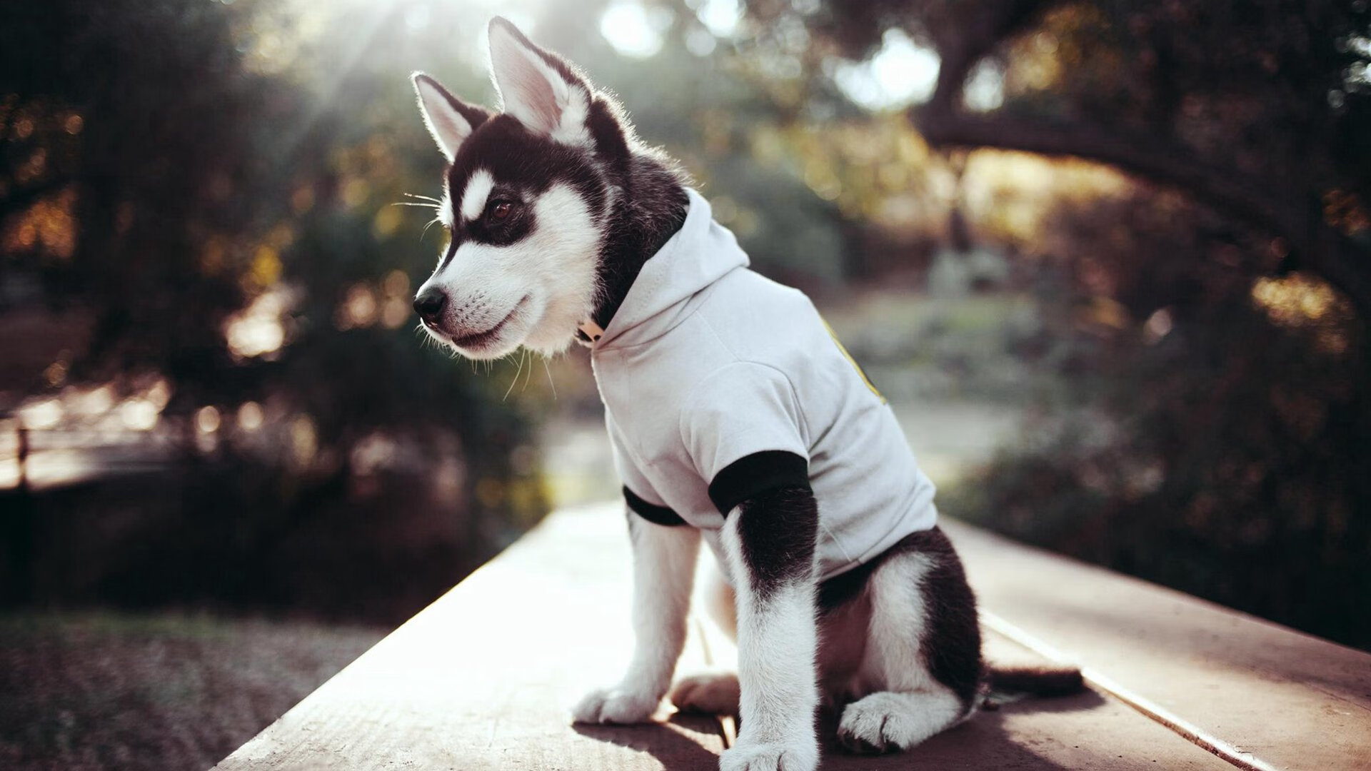 中小学运动会多地同步举行展现青春风采,中小学的运动会在什么时候