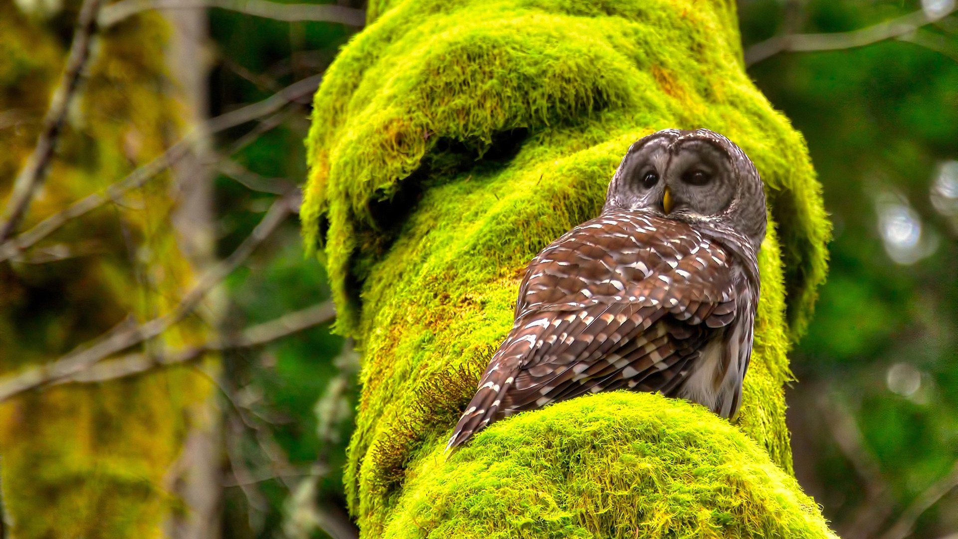 搏击擂台首次尝试女子双人对抗表演,女子搏击节目