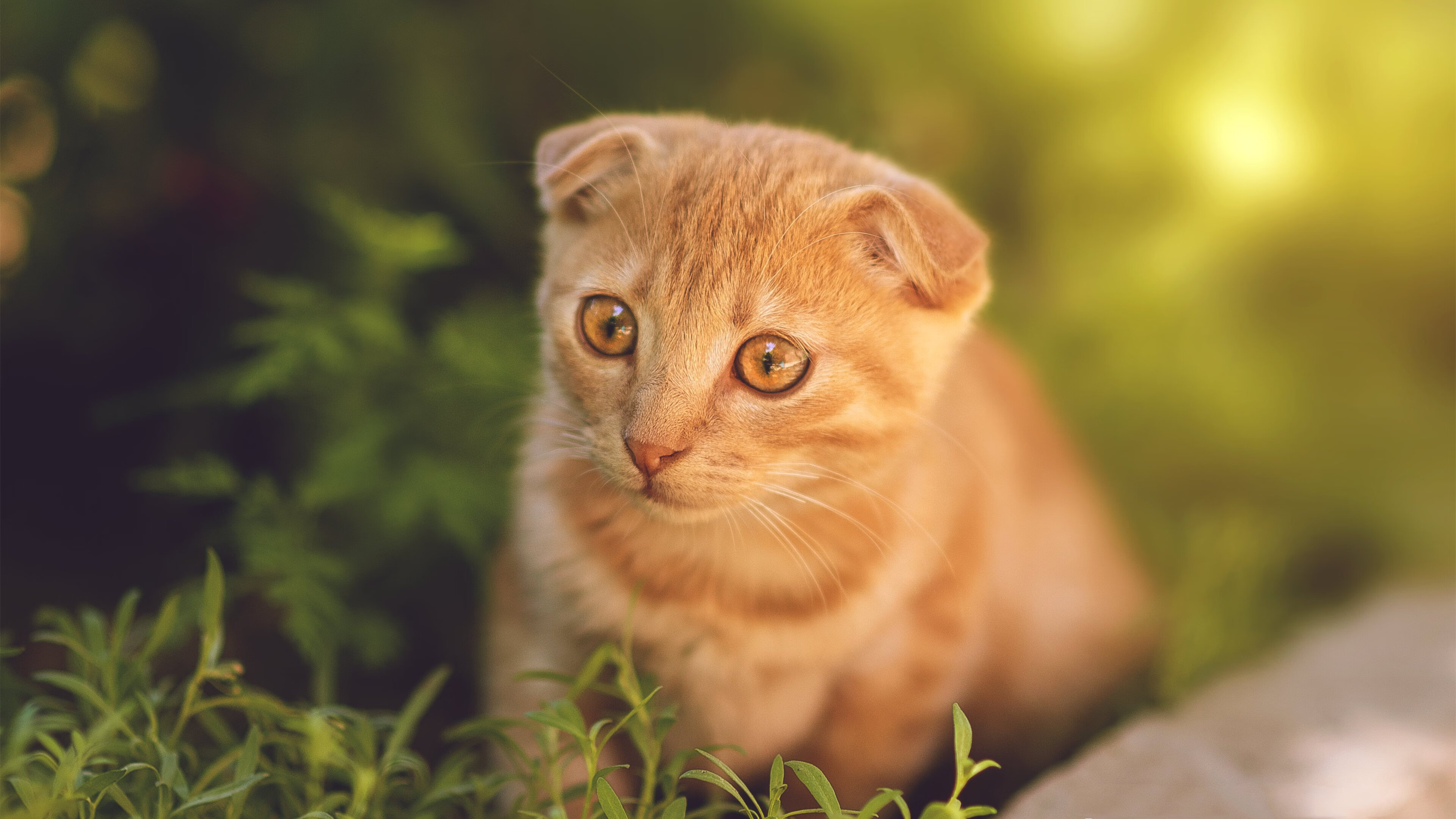 波兰队赛制分析:如何在团体赛制中保持稳定的表现,波兰球队如何