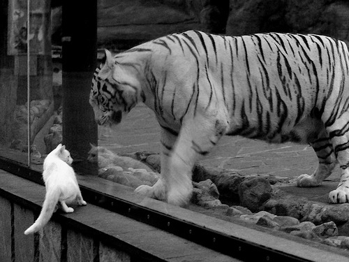 美国队在国际乒联混合团体世界杯中的心理与技术双重突破,美国队参加乒乓球吗