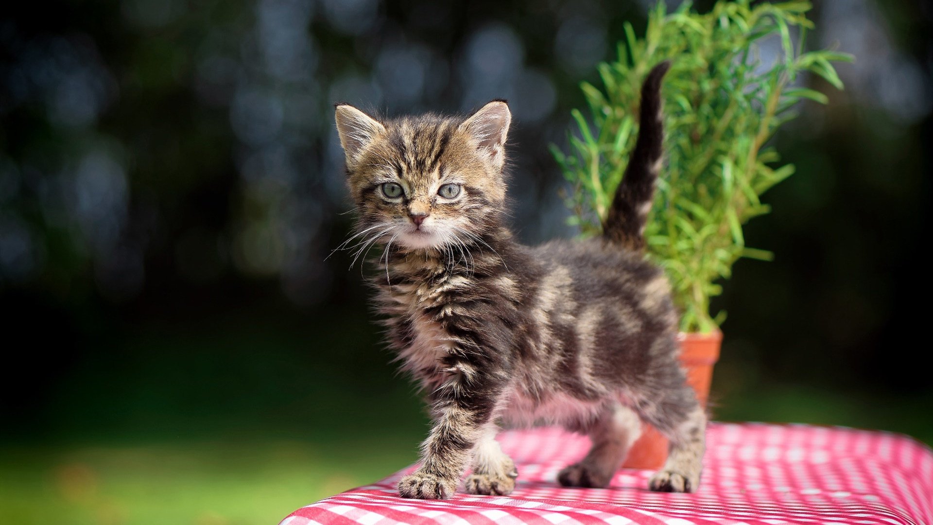 羽毛球比赛战术模拟软件上线试运行,模拟羽毛球运动