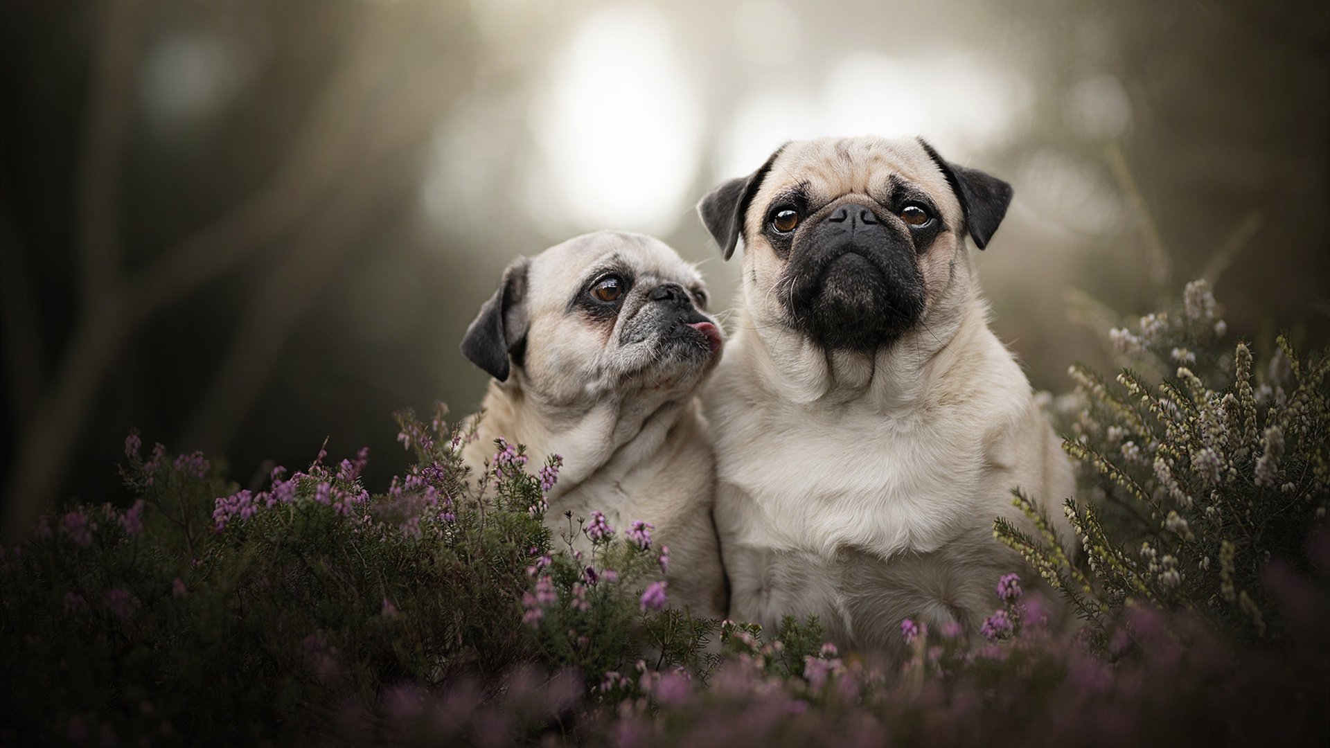 卡特的领导力与球场智慧为全黑队注入了无限活力,卡特所在球队