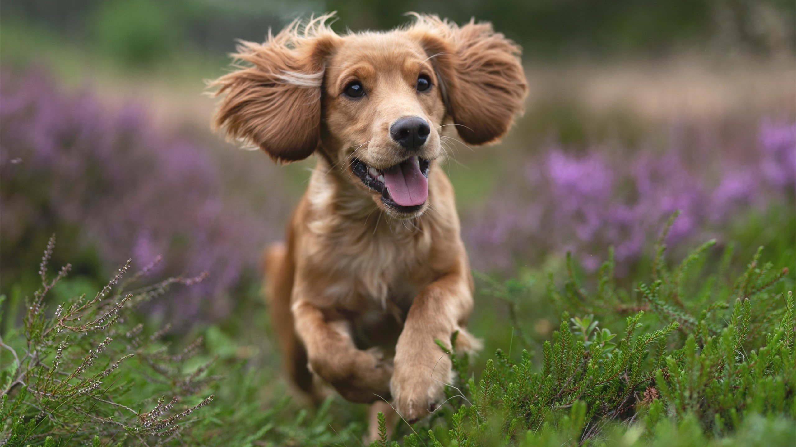 羽毛球新规则讨论引发业内广泛关注,羽毛球新规则是哪一年出现的
